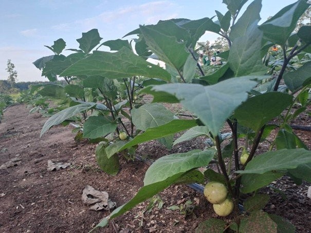 SAPH TOUPAH-OUSROU – Visite du projet pilote DABALI pour la souveraineté alimentaire